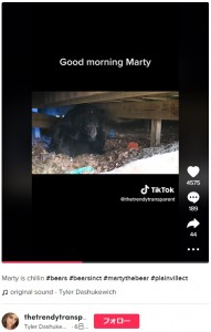 タイラーさんたちはクマの様子を見守り続けることに（画像は『Tyler Dashukewich　2023年1月12日付TikTok「Marty is chillin」』のスクリーンショット）