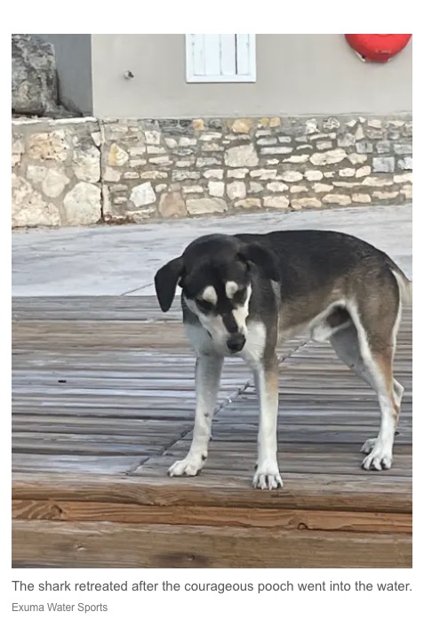 サメに飛び掛かった犬（画像は『New York Post　2023年2月18日付「Dog and shark battle it out in Bahamian waters, while tourists look on」（Exuma Water Sports）』のスクリーンショット）