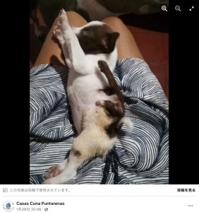 いくつか健康に問題を抱えていた子犬（画像は『Casas Cuna Puntarenas　2023年1月28日付Facebook「Amigos Mia es una perrita hermosa que nació con una condición especial y diferente.」』のスクリーンショット）