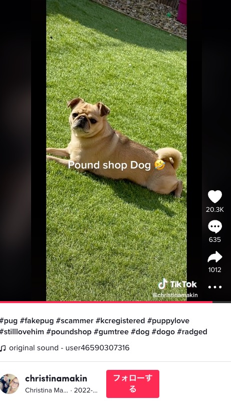 困惑するも「アルフィーを愛している」と飼い主（画像は『Christina Makin　2022年6月7日付TikTok「＃pug ＃fakepug ＃scammer」』のスクリーンショット）