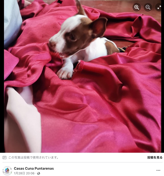 5本の脚と2本の尾を持つ子犬（画像は『Casas Cuna Puntarenas　2023年1月28日付Facebook「Amigos Mia es una perrita hermosa que nació con una condición especial y diferente.」』のスクリーンショット）