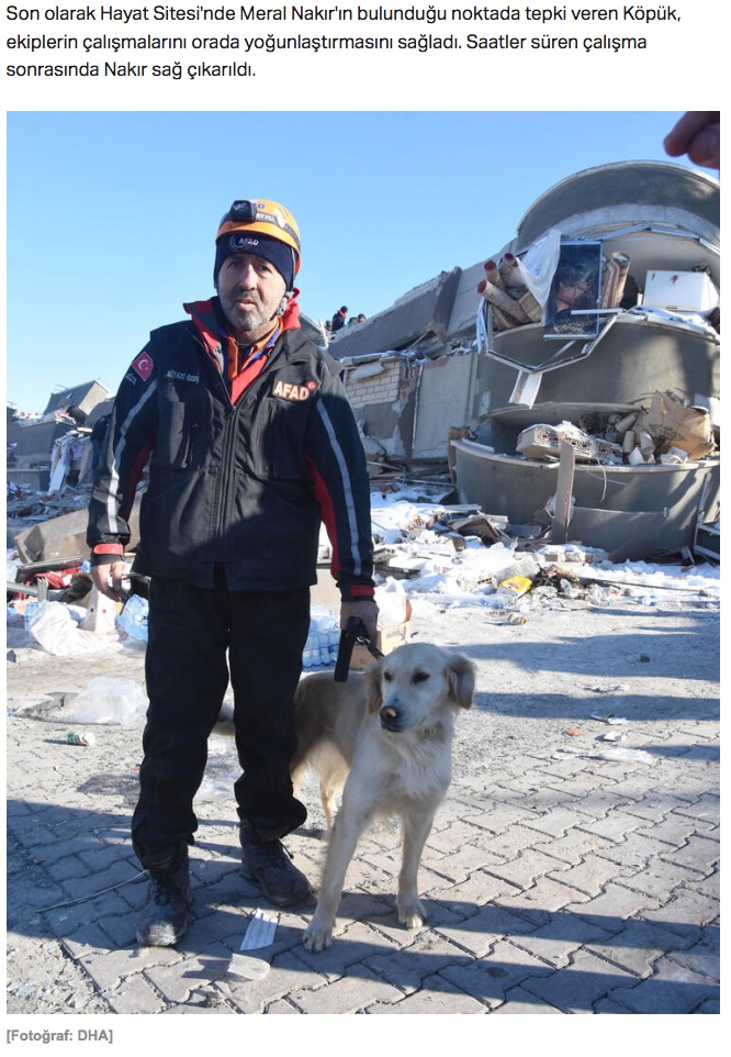 瓦礫に埋もれている被災者を救う犬（画像は『TRT Haber　2023年2月9日付「Yerini ‘Köpük’ buldu: 20 saatlik çalışma sonucu enkazdan kurtarıldı」（Fotoğraf: DHA）』のスクリーンショット）