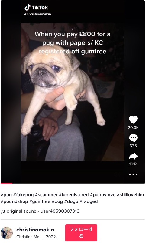 13万円で購入した血統書付きのパグ（画像は『Christina Makin　2022年6月7日付TikTok「＃pug ＃fakepug ＃scammer」』のスクリーンショット）