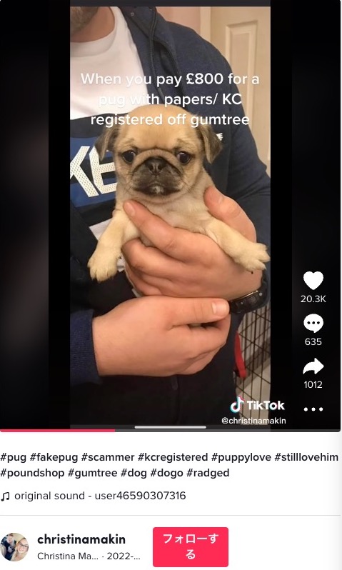 見た目は明らかにパグの子犬（画像は『Christina Makin　2022年6月7日付TikTok「＃pug ＃fakepug ＃scammer」』のスクリーンショット）