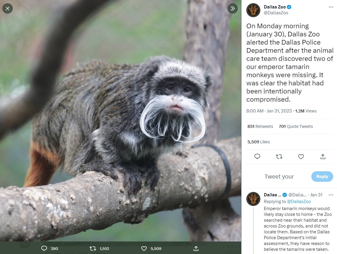 行方不明になっているエンペラータマリン（画像は『Dallas Zoo　2023年1月31日付Twitter「On Monday morning （January 30）, 」』のスクリーンショット）