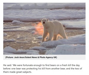 【海外発！Breaking News】朝日が作り出した幻想的な写真　北極で撮影されたシロクマが「火を噴いている！」と話題に