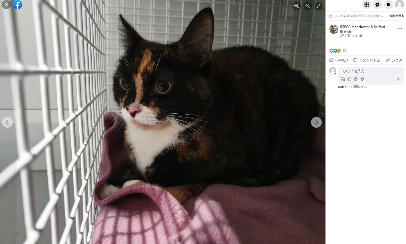 飼い主からのメモと一緒に捨てられていた猫（画像は『RSPCA Manchester ＆ Salford Branch　2023年2月17日付Facebook「This is Lilo.」』のスクリーンショット）