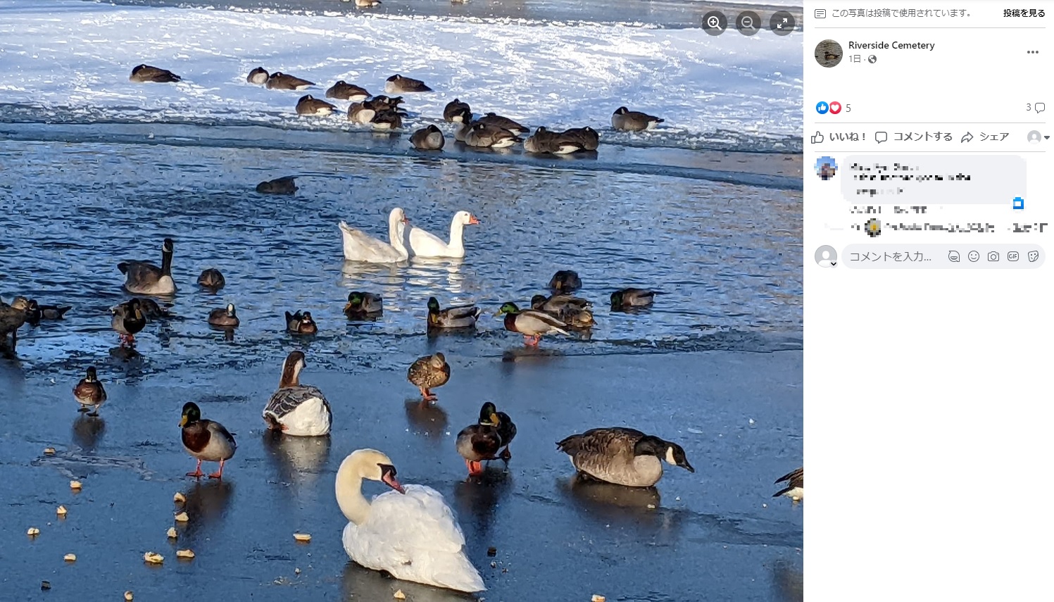 2羽はすっかり仲良しに（画像は『Riverside Cemetery　2023年2月17日付Facebook「The two lovebirds this morning.」』のスクリーンショット）