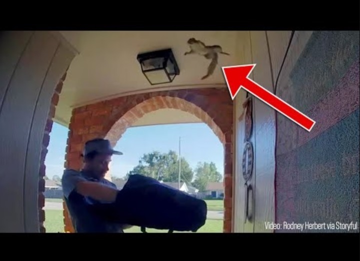 配達員の頭上を飛ぶリス（画像は『FOX 10 Phoenix　2023年2月11日公開YouTube「Squirrel flies into home as door opens for pizza delivery man」』のサムネイル）