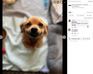 日に日に元気になっていく“スマイル”（画像は『No Dog Left Behind - Minnesota Canine Rescue　2023年1月29日付Facebook「We received the best news!!」』のスクリーンショット）