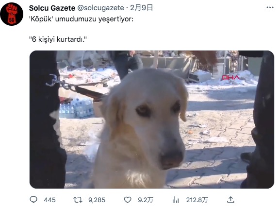 6人の命を救ったコプク（画像は『Solcu Gazete 2023年2月9日付Twitter「‘Köpük’ umudumuzu yeşertiyor:」』のスクリーンショット）