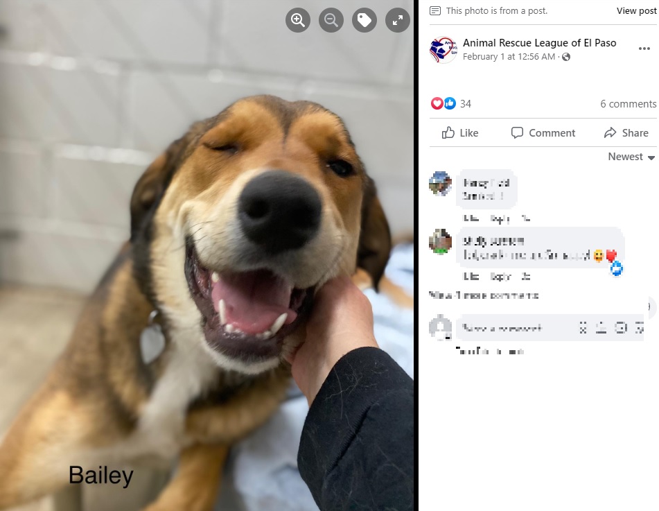 人懐っこいベイリー（画像は『Animal Rescue League of El Paso　2023年2月1日付Facebook「Bailey is now safe」』のスクリーンショット）