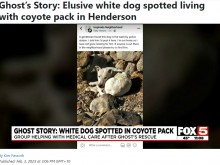 【海外発！Breaking News】コヨーテと7か月間一緒に暮らした犬、傷だらけで保護される（米）＜動画あり＞