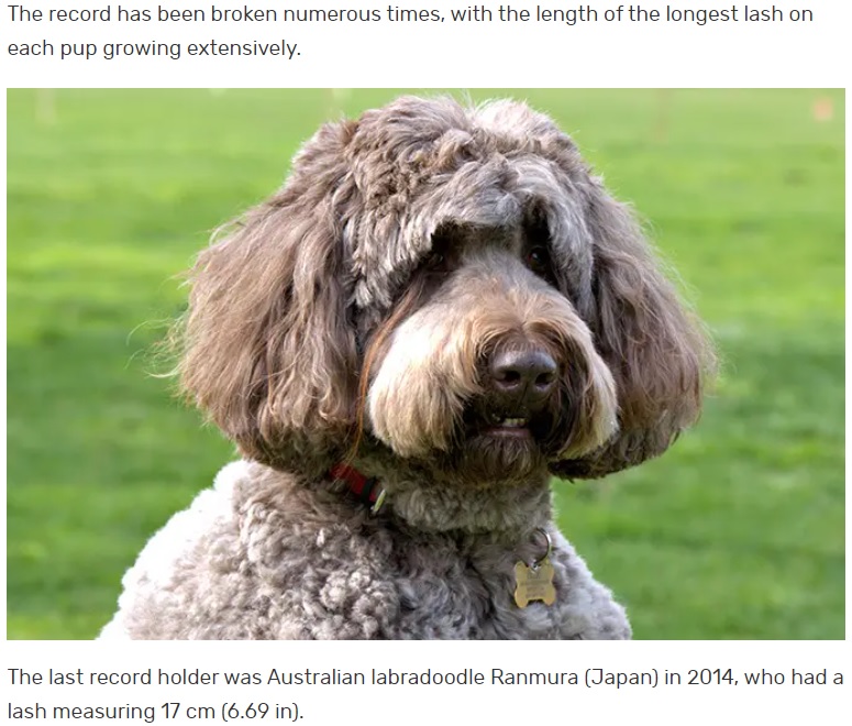 数年ぶりに記録を塗り替えた6歳の犬（画像は『Guinness World Records　2023年2月9日付「Newfypoo breaks historic record with longest eyelash on a dog ever」』のスクリーンショット）