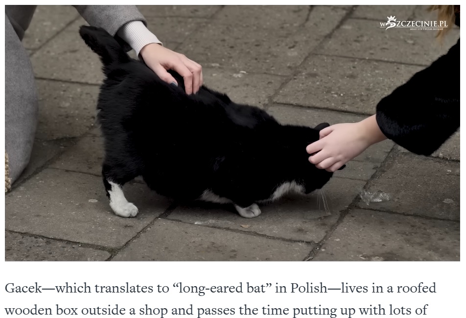 観光客に撫でてもらいご機嫌な野良猫（画像は『Mental Floss　2023年2月14日付「This Polish City’s Hottest Attraction Is a Chonky Cat Named Gacek」』のスクリーンショット）