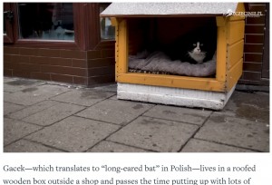 野良猫は木製の小屋を寝床にしている（画像は『Mental Floss　2023年2月14日付「This Polish City’s Hottest Attraction Is a Chonky Cat Named Gacek」』のスクリーンショット）