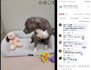 自分と同じ姿のぬいぐるみをじっと見つめるブルーノ（画像は『SPCA of Wake County　2023年2月4日付Facebook「Y’all」』のスクリーンショット）