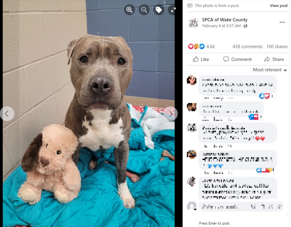 左耳がない犬のぬいぐるみと一緒のピットブル（画像は『SPCA of Wake County　2023年2月4日付Facebook「Y’all」』のスクリーンショット）