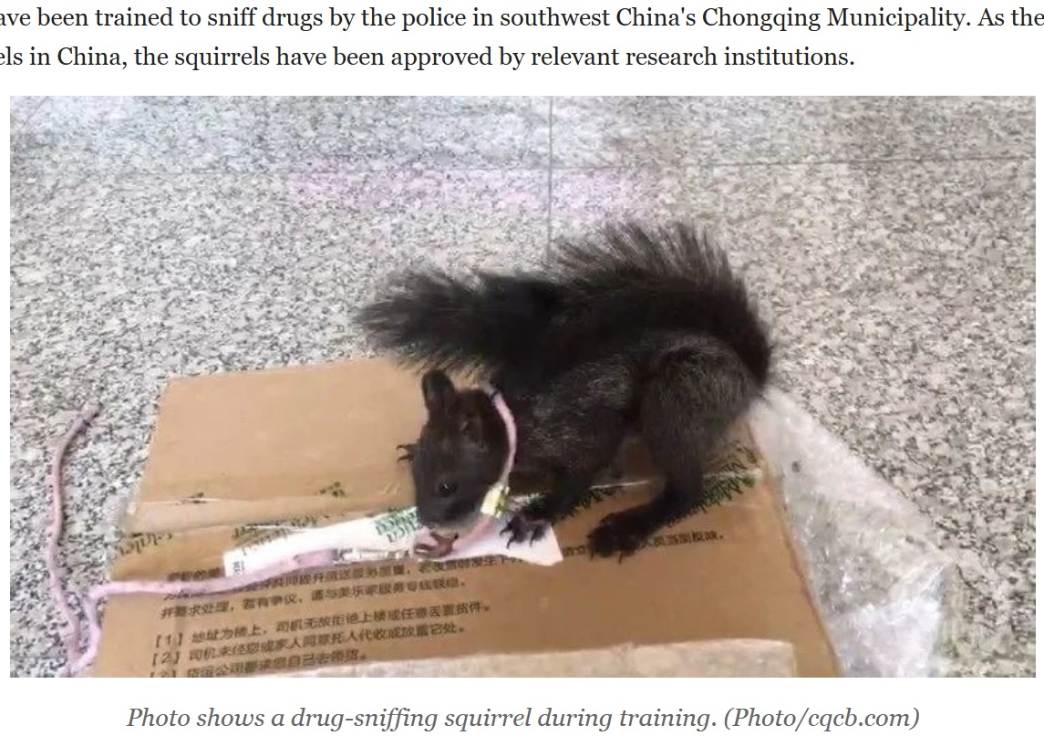 麻薬を見つけたリスは引っ掻くことで合図を送る（画像は『People’s Daily Online　2023年2月14日付「Drug-sniffing squirrels join police force in SW China’s Chongqing」（Photo/cqcb.com）』のスクリーンショット）
