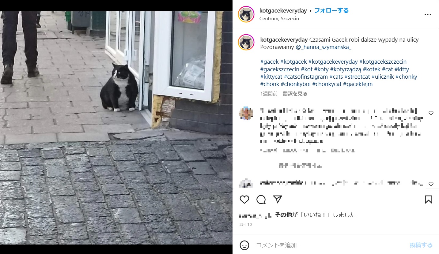 話題の野良猫は7年前から姿を見せ始めた（画像は『Gacek　2023年2月10日付Instagram「Czasami Gacek robi dalsze wypady na ulicy Pozdrawiamy」』のスクリーンショット）