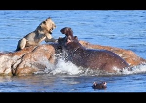 【海外発！Breaking News】苛立つカバ、縄張りに侵入したライオンに牙をむき襲う（南ア）＜動画あり＞