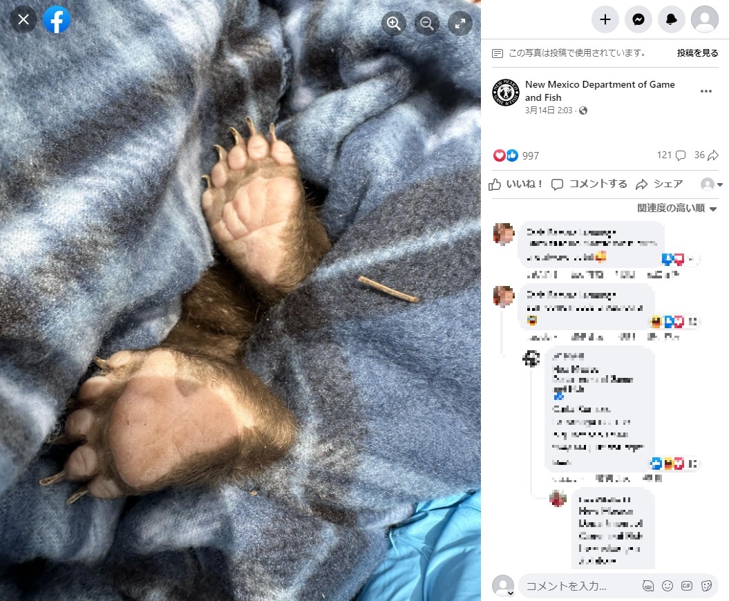 毛布からはみ出たアメリカグマの足。投稿にはユーザーから「赤ちゃんグマを抱きしめて、暖かい毛布の中で寝かしつけたい」といった声も（画像は『New Mexico Department of Game and Fish　2023年3月14日付Facebook「Now hiring professional bear huggers.」』のスクリーンショット）