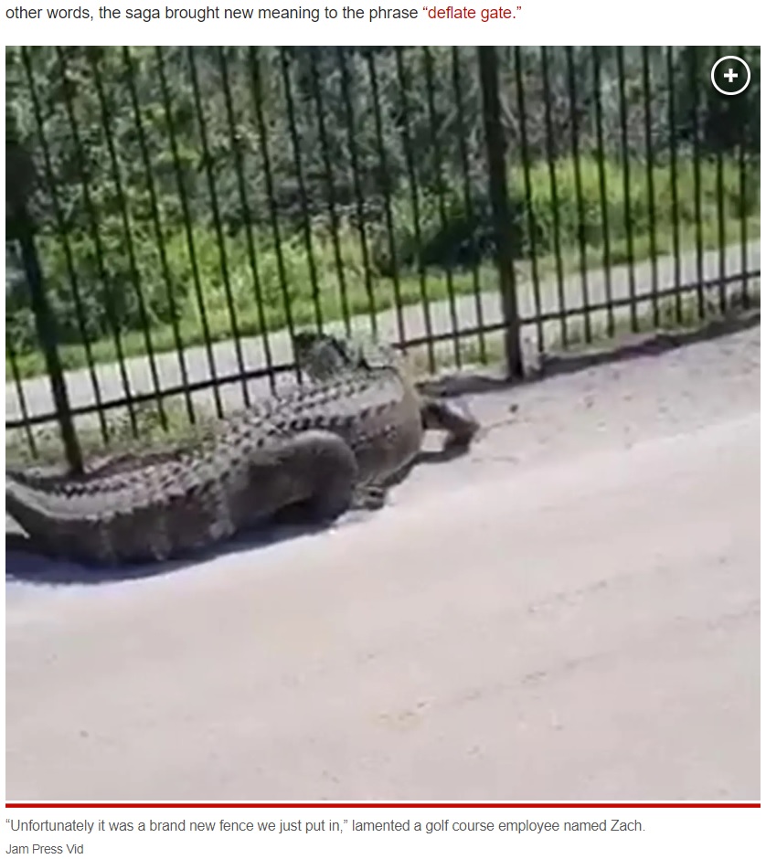 鉄柵に頭をねじ込むワニ（画像は『New York Post　2023年3月10日付「‘Godzilla’ gator busts through iron fence with jaw-dropping ease」（Jam Press Vid）』のスクリーンショット）