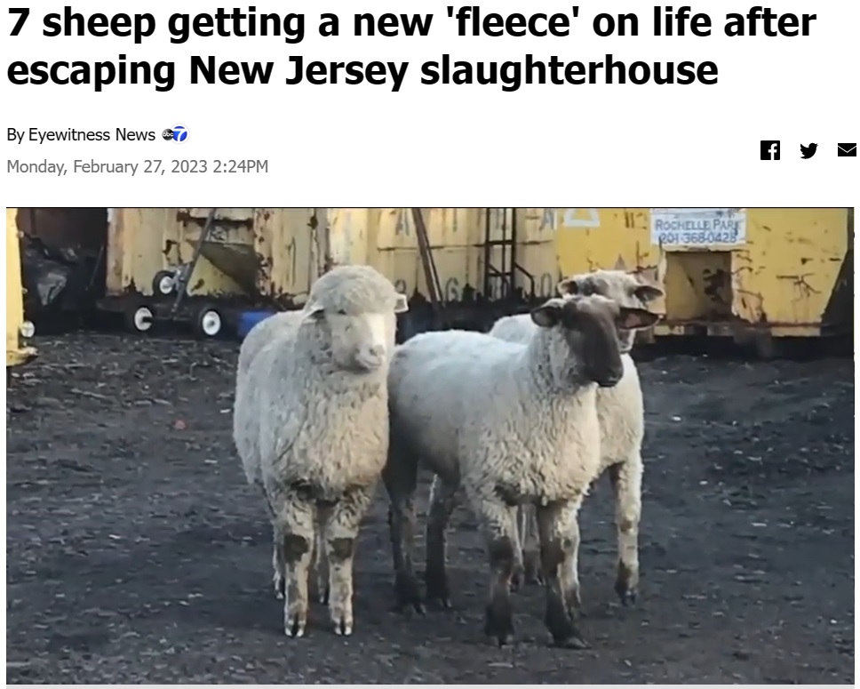 身を寄せ合う3頭の羊たち（画像は『ABC7 New York　2023年2月28日付「7 sheep getting a new ‘fleece’ on life after escaping New Jersey slaughterhouse」』のスクリーンショット）