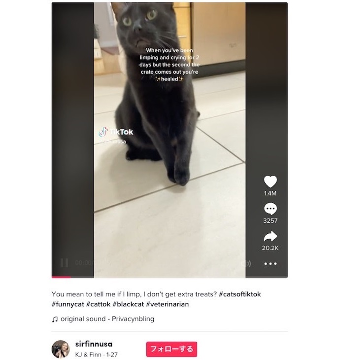 片方の前脚を引きずっていた猫（画像は『KJ ＆ Finn　2023年1月27日付TikTok「You mean to tell me if I limp, I don’t get extra treats?」』のスクリーンショット）