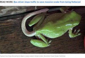 イエアメガエルのお尻の穴からヘビが！（画像は『9News　2023年3月10日付「‘What is going on here?’: Bizarre frog footage has Aussies scratching heads」（Sunshine Coast Snake Catchers）』のスクリーンショット）