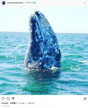 【海外発！Breaking News】頭の“シラミ”を取ってほしい野生のクジラ、ボートに近づいて助けを求める（メキシコ）＜動画あり＞