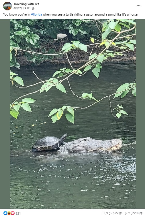 約130万匹のワニが生息していると言われる米フロリダ州で、「いつワニの食事になってしまってもおかしくない」カメの姿が捉えられる（画像は『Traveling with Jef　2023年4月17日付Facebook「You know you’re in ＃florida」』のスクリーンショット）