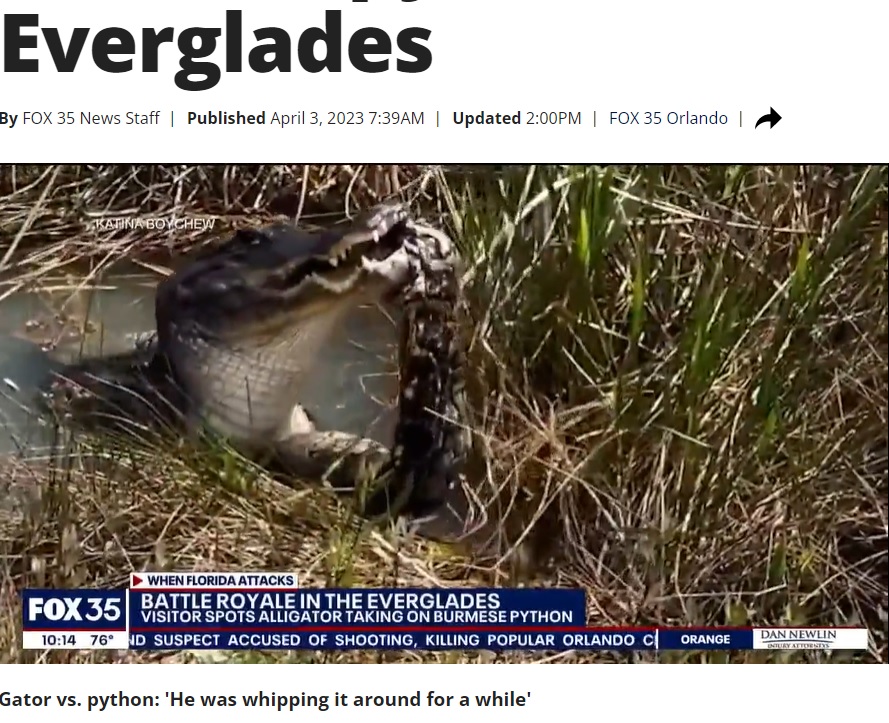 ビルマニシキヘビをくわえたまま振り回すワニ。何度も地面に叩きつけることでヘビの体の表面が裂かれるうえ、骨が砕かれて飲み込みやすくなるという。ヘビの体が平らになっているのが分かる（画像は『FOX 13 Tampa Bay　2023年4月3日付「VIDEO: Alligator body slams, eats massive python in Florida Everglades」（Photo via Katina Boychew）』のスクリーンショット）