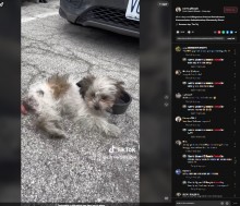 【海外発!Breaking News】車のエンジンルームに入り込んだ犬、約50キロのドライブ後に奇跡の救出(米)<動画あり>