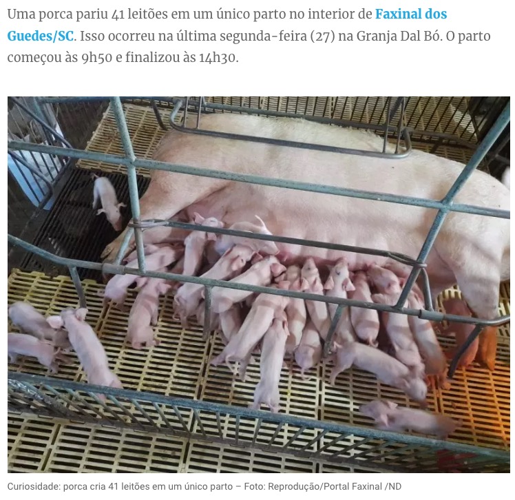 ブラジルの農場で飼育されている豚が、通常の3倍以上の41匹の子豚を出産したことで話題となっている。地元の獣医も「前例のない偉業」と母豚を絶賛しているという（画像は『ND Mais　2023年3月29日付「‘Superporca’ dá à luz 41 leitões em granja no interior de Faxinal dos Guedes」（Foto: Reprodução/Portal Faxinal /ND）』のスクリーンショット）