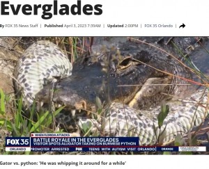 巨大なビルマニシキヘビに食らいつくワニ。カティーナ・ボイチューさんはワニから約3メートルの近距離から撮影したものの「ワニはヘビのことで手一杯で、怖いとは思わなかった」と述べた（画像は『FOX 13 Tampa Bay　2023年4月3日付「VIDEO: Alligator body slams, eats massive python in Florida Everglades」（Photo via Katina Boychew）』のスクリーンショット）