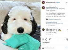 【海外発！Breaking News】長毛のスヌーピーそっくり犬が話題に　「ついに実写映画ができる！」ファンら（米）＜動画あり＞