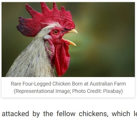 オーストラリアの農場で生まれつき4本脚を持つ鶏がいじめを受けていた。それを見て心を痛めた農場オーナーが、Facebookで引き取り先を募集することに（画像は『LatestLY　2023年4月4日付「Rare Four-Legged Chicken Born at Australian Farm, Shifted To New Home After Getting ‘Bullied’ by Other Birds」（Representational Image; Photo Credit: Pixabay）』のスクリーンショット）