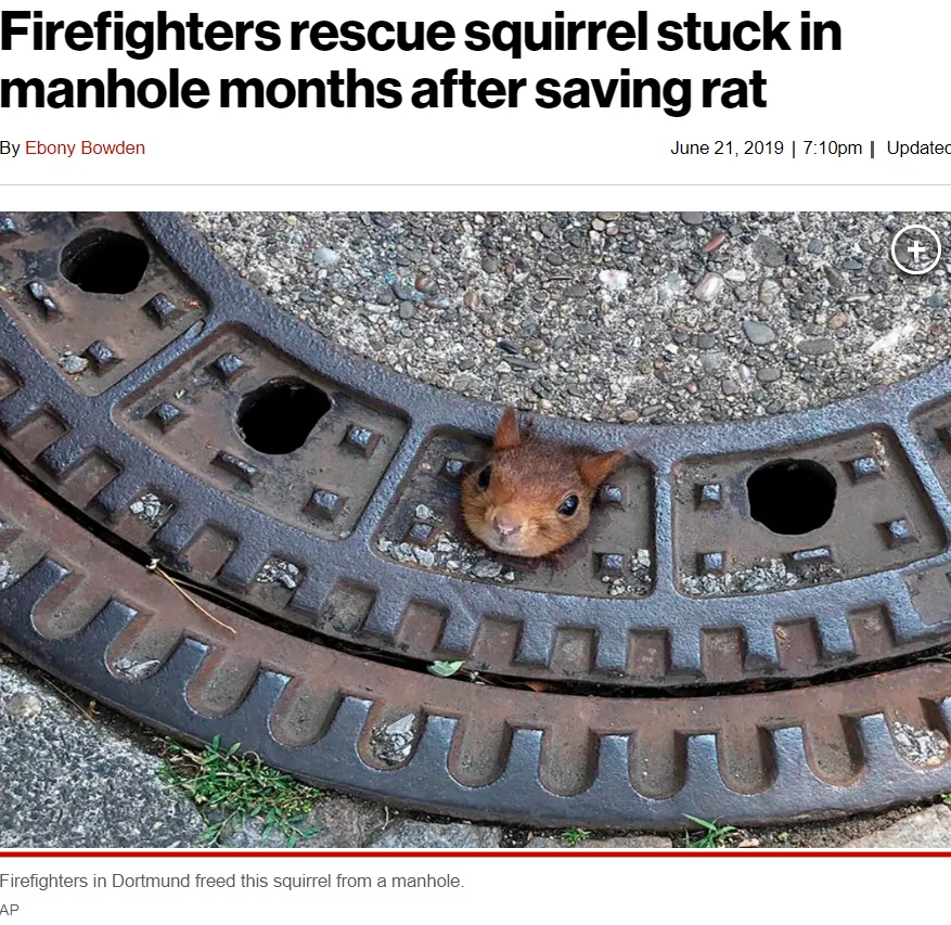 2019年6月にもマンホールの蓋の穴に頭がはまったリスの救出を試みた同消防署。今回騒動を起こしたリスと同一個体かどうかは分からないようだが、4年前は現場でリスを解放できず、獣医が暴れるリスを麻酔で眠らせて対応した（画像は『New York Post　2019年6月21日付「Firefighters rescue squirrel stuck in manhole months after saving rat」（AP）』のスクリーンショット）