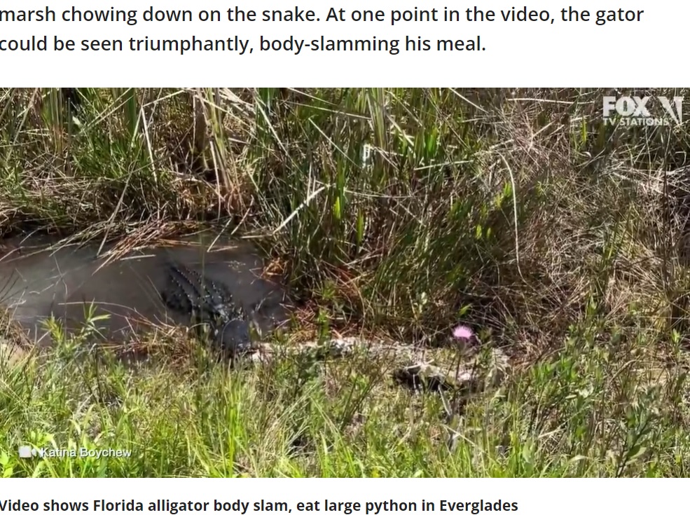 米フロリダ州南部の湿地帯「エバーグレーズ国立公園」で捉えられたワニ（アリゲーター）。自分より大きなビルマニシキヘビを口にくわえ、何度も振り回して地面に叩きつけたという（画像は『FOX 13 Tampa Bay　2023年4月3日付「VIDEO: Alligator body slams, eats massive python in Florida Everglades」（Photo via Katina Boychew）』のスクリーンショット）