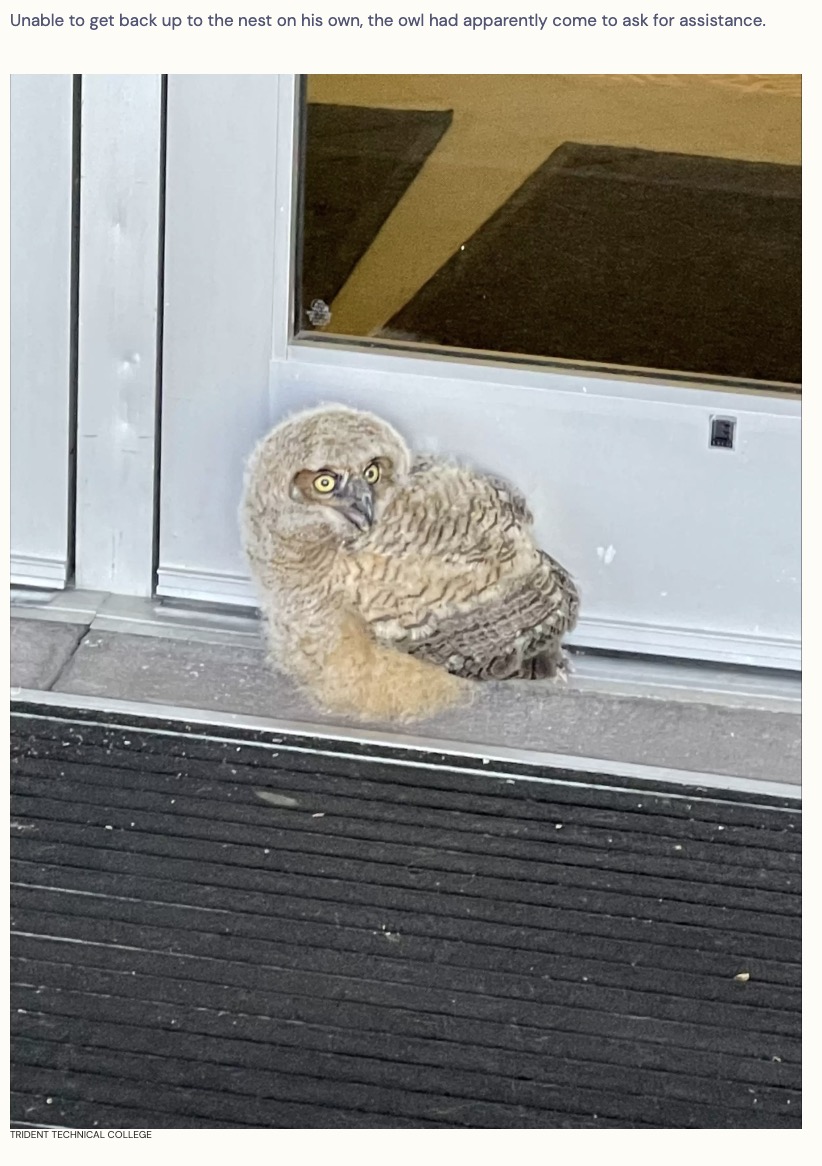 専門学校の職員の男性をじっと見つめていたフクロウのヒナ。その強烈な視線とは裏腹に巣から落ちて戸惑っていた様子。「キャンパスのみんなが、このフクロウのヒナに恋している」という（画像は『The Dodo　2023年4月21日付「School Staff Look Out Window And Realize They're Being Watched」（TRIDENT TECHNICAL COLLEGE）』のスクリーンショット）