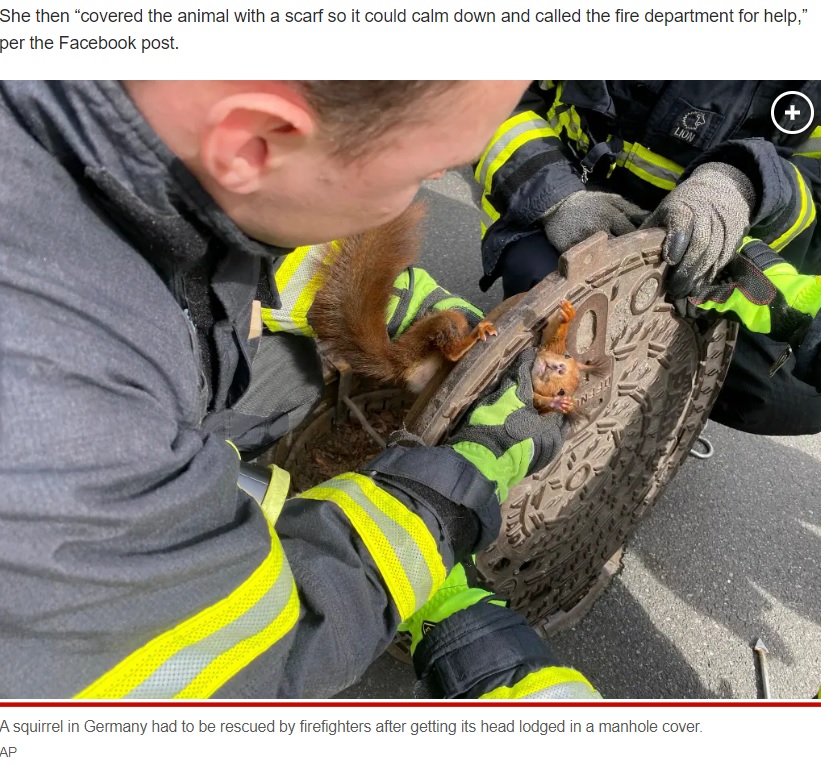 ドイツ、ノルトライン＝ヴェストファーレン州ドルトムント市南部ヘルデで10日午後、通行人の女性がマンホールの蓋の穴から顔を出しているリスを発見。助けようとしたものの失敗し、消防署に助けを求めた（画像は『New York Post　2023年4月11日付「‘Uncooperative’ squirrel trapped in manhole, gets rescued by firefighters」（AP）』のスクリーンショット）