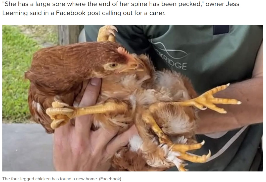 「鶏は何か変わったものや新しいものがあると、それをつつく傾向がある」と仲間につつかれてしまう原因を明かしたジェスさん。引き取り先として野生動物保護員のオリーヴ・ニーダムさんが名乗り出てくれた（画像は『9News　2023年4月4日付「This chicken has four legs. Queensland owner says bird ‘bullied’ by others」（Facebook）』のスクリーンショット）
