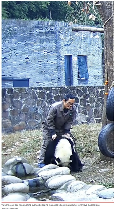 いつもはイタズラ好きで元気いっぱいな青青だったが、喉にニンジンを詰まらせてしまった。慌てて駆け寄ったヤンさんが青青の背中を強く叩く様子（画像は『New York Post　2023年4月17日付「Choking panda saved by breeder - who performed Heimlich maneuver」（340455475/AsiaWire）』のスクリーンショット）