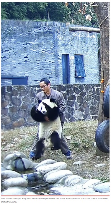 ニンジンの塊を飲み込もうとして喉に詰まらせてしまったパンダ。近くにいた飼育員が異変に気づき、200キロ以上ある巨体を抱えて救出することに成功（画像は『New York Post　2023年4月17日付「Choking panda saved by breeder - who performed Heimlich maneuver」（340455475/AsiaWire）』のスクリーンショット）