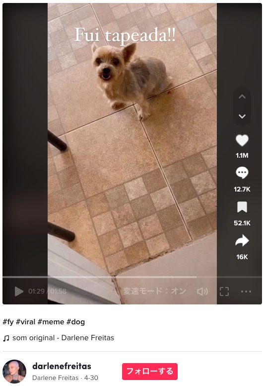 ダーリーンさんの自宅にやってくると、いきなり元気に歩き出したフロリベラ。動物病院で診てもらったところ、基本的に健康状態は良好だったそうだ（画像は『Darlene Freitas　2023年5月1日付TikTok「＃fy ＃viral ＃meme ＃dog」』のスクリーンショット）