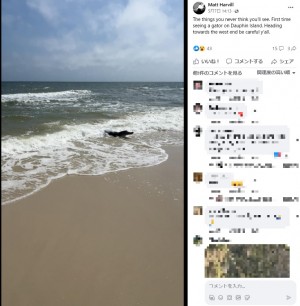 【海外発！Breaking News】淡水生物のはずのアリゲーターが海に出現　波に揺られる姿に驚きの声（米）＜動画あり＞