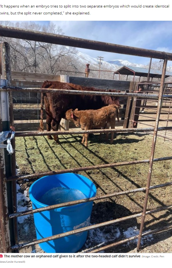 頭が2つある珍しい子牛が生まれたアメリカの畜産農家。子牛の体は小さかったものの、頭が引っかかり難産だった。写真は別の子牛の子育てをする母牛（画像は『The Daily Star　2023年4月12日付「Two-headed mutant cow leaves farmer gobsmacked over 'one in 2,500 anomaly'」（Image: Credit: Pen News/Leslie Hunewill）』のスクリーンショット）