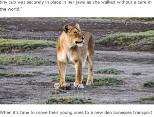 くわえていた赤ちゃんを地面に落として立ち尽くしている母ライオン。赤ちゃんはかなり弱っているようで、小さな体を少しだけ動かしていた（画像は『Latest Sightings　2023年5月23日付「Lioness Bites Her Cub’s Head Off」』のスクリーンショット）