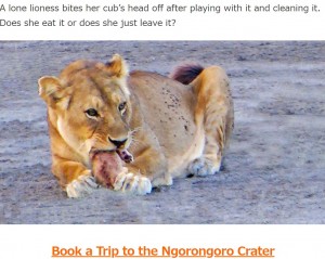 赤ちゃんの頭をかじり引きちぎる母ライオン。クラウスさんは驚き、言葉を失い、「ただ見ていることしかできなかった」と振り返る（画像は『Latest Sightings　2023年5月23日付「Lioness Bites Her Cub’s Head Off」』のスクリーンショット）